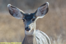 mule deer closeip